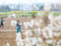 Villagers are applying compound fertilizer to a ploughed field at Renxian village in Chongqing, China, on February 27, 2024. (