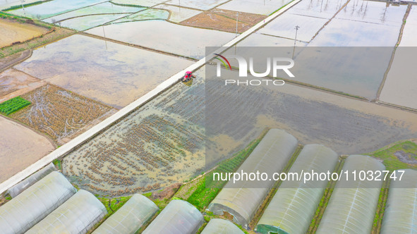 Villagers are driving a cultivator to till fields among the fragrant rapeseed flowers in preparation for rice planting at Renxian village in...