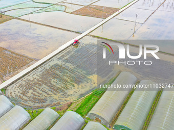 Villagers are driving a cultivator to till fields among the fragrant rapeseed flowers in preparation for rice planting at Renxian village in...