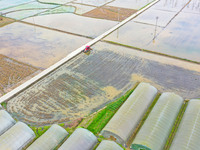 Villagers are driving a cultivator to till fields among the fragrant rapeseed flowers in preparation for rice planting at Renxian village in...