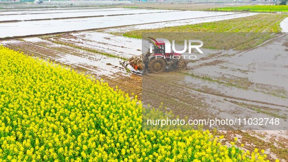 Villagers are driving a cultivator to till fields among the fragrant rapeseed flowers in preparation for rice planting at Renxian village in...