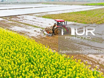 Villagers are driving a cultivator to till fields among the fragrant rapeseed flowers in preparation for rice planting at Renxian village in...