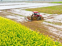 Villagers are driving a cultivator to till fields among the fragrant rapeseed flowers in preparation for rice planting at Renxian village in...