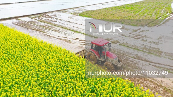 Villagers are driving a cultivator to till fields among the fragrant rapeseed flowers in preparation for rice planting at Renxian village in...