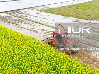 Villagers are driving a cultivator to till fields among the fragrant rapeseed flowers in preparation for rice planting at Renxian village in...