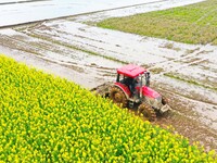 Villagers are driving a cultivator to till fields among the fragrant rapeseed flowers in preparation for rice planting at Renxian village in...