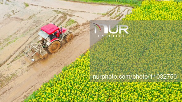 Villagers are driving a cultivator to till fields among the fragrant rapeseed flowers in preparation for rice planting at Renxian village in...