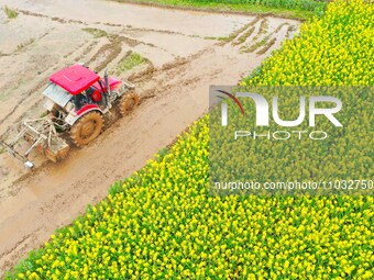 Villagers are driving a cultivator to till fields among the fragrant rapeseed flowers in preparation for rice planting at Renxian village in...