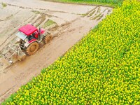 Villagers are driving a cultivator to till fields among the fragrant rapeseed flowers in preparation for rice planting at Renxian village in...