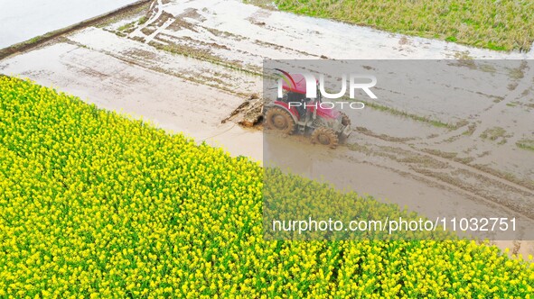 Villagers are driving a cultivator to till fields among the fragrant rapeseed flowers in preparation for rice planting at Renxian village in...