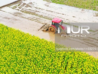 Villagers are driving a cultivator to till fields among the fragrant rapeseed flowers in preparation for rice planting at Renxian village in...