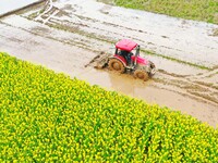 Villagers are driving a cultivator to till fields among the fragrant rapeseed flowers in preparation for rice planting at Renxian village in...