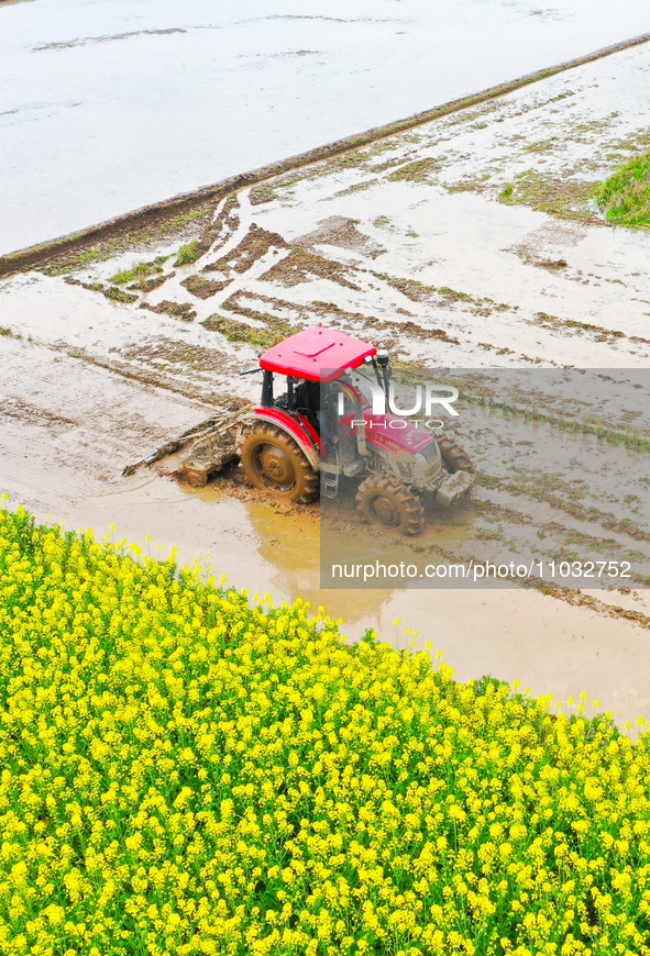 Villagers are driving a cultivator to till fields among the fragrant rapeseed flowers in preparation for rice planting at Renxian village in...