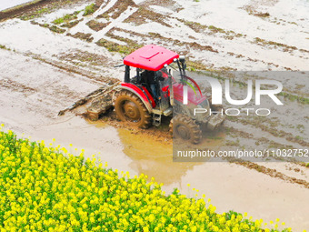 Villagers are driving a cultivator to till fields among the fragrant rapeseed flowers in preparation for rice planting at Renxian village in...