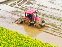 Villagers are driving a cultivator to till fields among the fragrant rapeseed flowers in preparation for rice planting at Renxian village in...