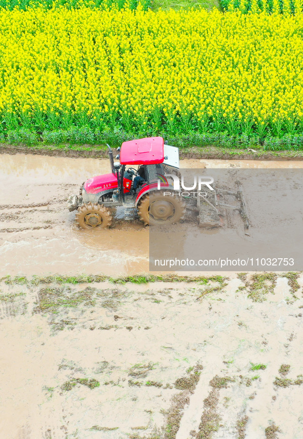 Villagers are driving a cultivator to till fields among the fragrant rapeseed flowers in preparation for rice planting at Renxian village in...