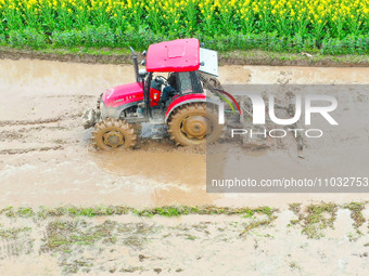 Villagers are driving a cultivator to till fields among the fragrant rapeseed flowers in preparation for rice planting at Renxian village in...