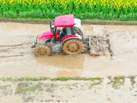 Villagers are driving a cultivator to till fields among the fragrant rapeseed flowers in preparation for rice planting at Renxian village in...