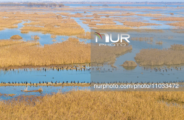 A large number of wild cormorants are gathering at Hongze Lake Wetland Reserve in Suqian, Jiangsu Province, China, on February 27, 2024. 