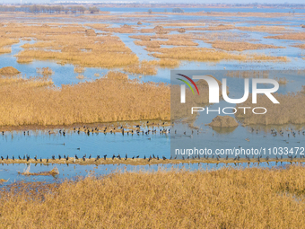 A large number of wild cormorants are gathering at Hongze Lake Wetland Reserve in Suqian, Jiangsu Province, China, on February 27, 2024. (