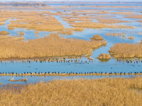 A large number of wild cormorants are gathering at Hongze Lake Wetland Reserve in Suqian, Jiangsu Province, China, on February 27, 2024. (