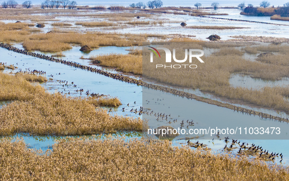 A large number of wild cormorants are gathering at Hongze Lake Wetland Reserve in Suqian, Jiangsu Province, China, on February 27, 2024. 