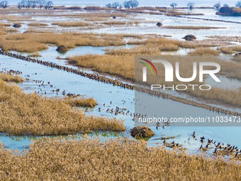 A large number of wild cormorants are gathering at Hongze Lake Wetland Reserve in Suqian, Jiangsu Province, China, on February 27, 2024. (