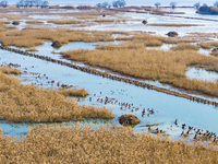 A large number of wild cormorants are gathering at Hongze Lake Wetland Reserve in Suqian, Jiangsu Province, China, on February 27, 2024. (