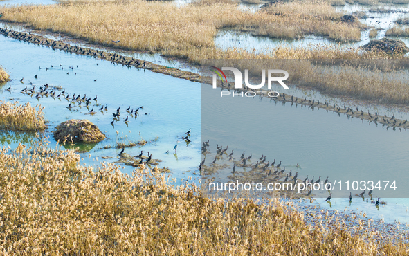 A large number of wild cormorants are gathering at Hongze Lake Wetland Reserve in Suqian, Jiangsu Province, China, on February 27, 2024. 