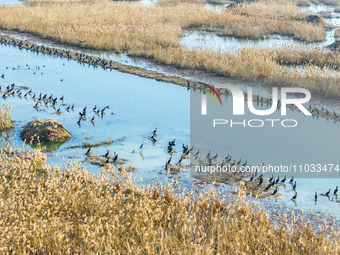 A large number of wild cormorants are gathering at Hongze Lake Wetland Reserve in Suqian, Jiangsu Province, China, on February 27, 2024. (