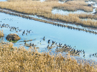 A large number of wild cormorants are gathering at Hongze Lake Wetland Reserve in Suqian, Jiangsu Province, China, on February 27, 2024. (