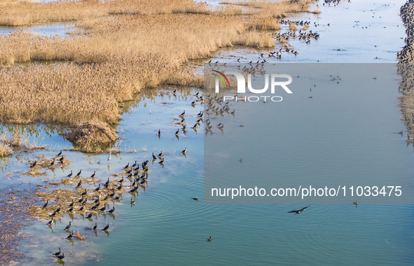 A large number of wild cormorants are gathering at Hongze Lake Wetland Reserve in Suqian, Jiangsu Province, China, on February 27, 2024. 