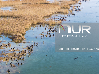 A large number of wild cormorants are gathering at Hongze Lake Wetland Reserve in Suqian, Jiangsu Province, China, on February 27, 2024. (