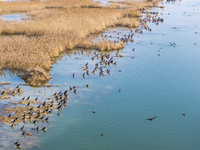 A large number of wild cormorants are gathering at Hongze Lake Wetland Reserve in Suqian, Jiangsu Province, China, on February 27, 2024. (