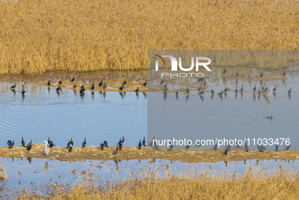 A large number of wild cormorants are gathering at Hongze Lake Wetland Reserve in Suqian, Jiangsu Province, China, on February 27, 2024. 