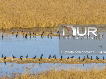 A large number of wild cormorants are gathering at Hongze Lake Wetland Reserve in Suqian, Jiangsu Province, China, on February 27, 2024. (