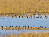 A large number of wild cormorants are gathering at Hongze Lake Wetland Reserve in Suqian, Jiangsu Province, China, on February 27, 2024. (