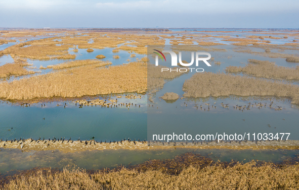 A large number of wild cormorants are gathering at Hongze Lake Wetland Reserve in Suqian, Jiangsu Province, China, on February 27, 2024. 