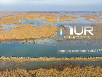 A large number of wild cormorants are gathering at Hongze Lake Wetland Reserve in Suqian, Jiangsu Province, China, on February 27, 2024. (