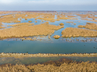 A large number of wild cormorants are gathering at Hongze Lake Wetland Reserve in Suqian, Jiangsu Province, China, on February 27, 2024. (