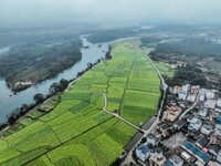 Fields of rapeseed flowers are blooming and mingling with villages, rivers, distant mountains, and roads in Yongzhou, Hunan Province, China,...