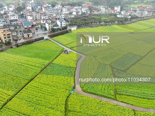 Fields of rapeseed flowers are blooming and mingling with villages, rivers, distant mountains, and roads in Yongzhou, Hunan Province, China,...