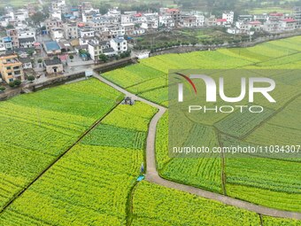 Fields of rapeseed flowers are blooming and mingling with villages, rivers, distant mountains, and roads in Yongzhou, Hunan Province, China,...