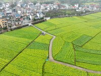 Fields of rapeseed flowers are blooming and mingling with villages, rivers, distant mountains, and roads in Yongzhou, Hunan Province, China,...