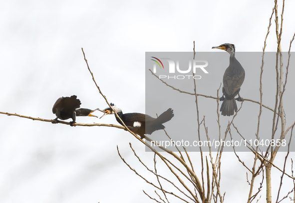 Several wild cormorants are playing on the Hongze Lake Wetland Reserve in Suqian, Jiangsu Province, China, on March 1, 2024. 