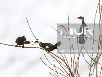 Several wild cormorants are playing on the Hongze Lake Wetland Reserve in Suqian, Jiangsu Province, China, on March 1, 2024. (