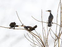 Several wild cormorants are playing on the Hongze Lake Wetland Reserve in Suqian, Jiangsu Province, China, on March 1, 2024. (