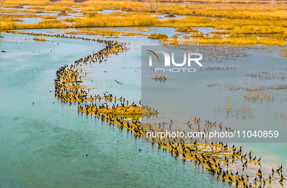 A large number of wild cormorants are gathering at Hongze Lake Wetland Reserve in Suqian, East China's Jiangsu province, on March 1, 2024. 