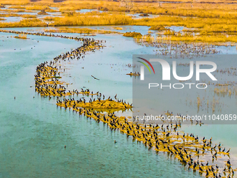 A large number of wild cormorants are gathering at Hongze Lake Wetland Reserve in Suqian, East China's Jiangsu province, on March 1, 2024. (