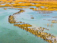 A large number of wild cormorants are gathering at Hongze Lake Wetland Reserve in Suqian, East China's Jiangsu province, on March 1, 2024. (